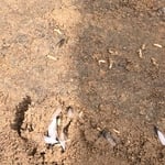 subterranean termites