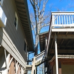 Before...dead tree needing removal