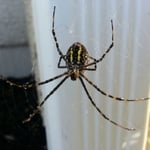 Garden Spider