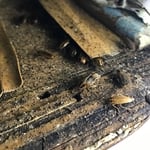 German roaches