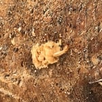 Termite