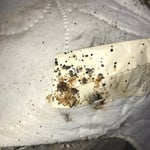 Bedbugs