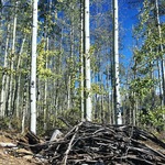 Fire Mitigation