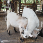 Rescue Animals