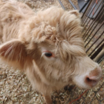 Rescue Animals