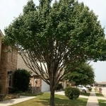 Bradford Pear