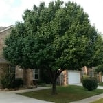 Bradford Pear