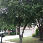 Shaggy tree
