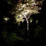 Tree Uplight