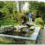 Koi pond