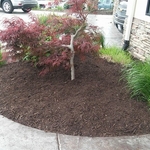 After Chocolate Brown Mulch