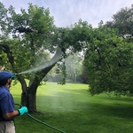 Tree Treatment