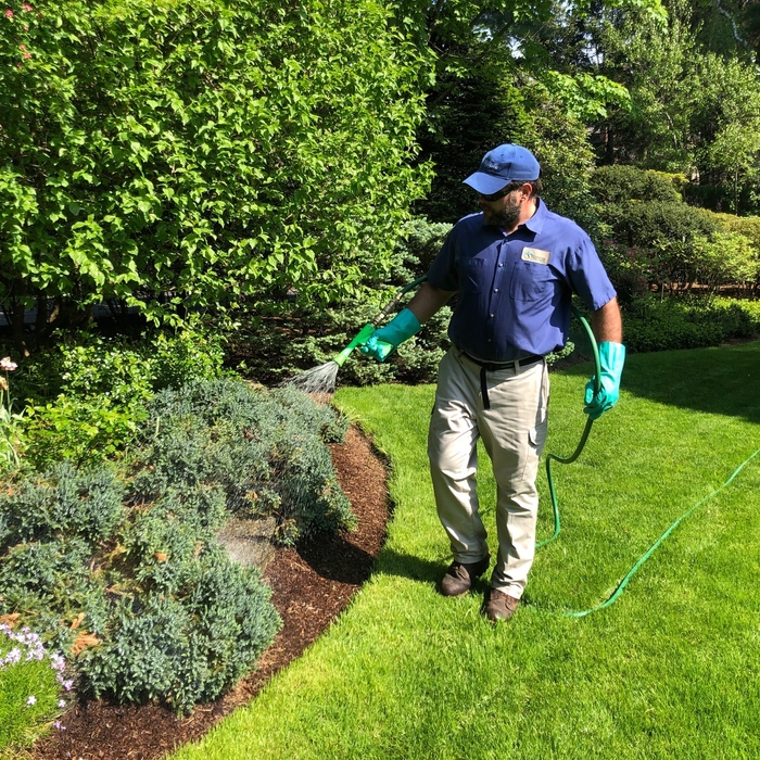 Shrub Treatment