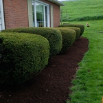 FRESH TRIPLE GROUND MULCH APPLIED