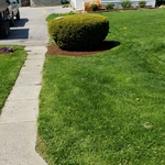 FRESH TRIPLE GROUND MULCH APPLIED