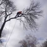 We go out on a limb for our customers