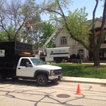 Ash tree removal