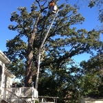 Large Oak