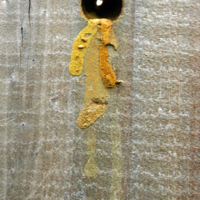 Carpenter Bee