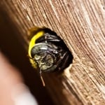 Carpenter Bee