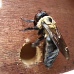 Carpenter Bee Entry Hole