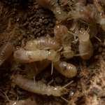Worker Termites