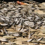 Swarming Termites