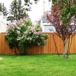 6' Privacy Fence with Walk-Gate
