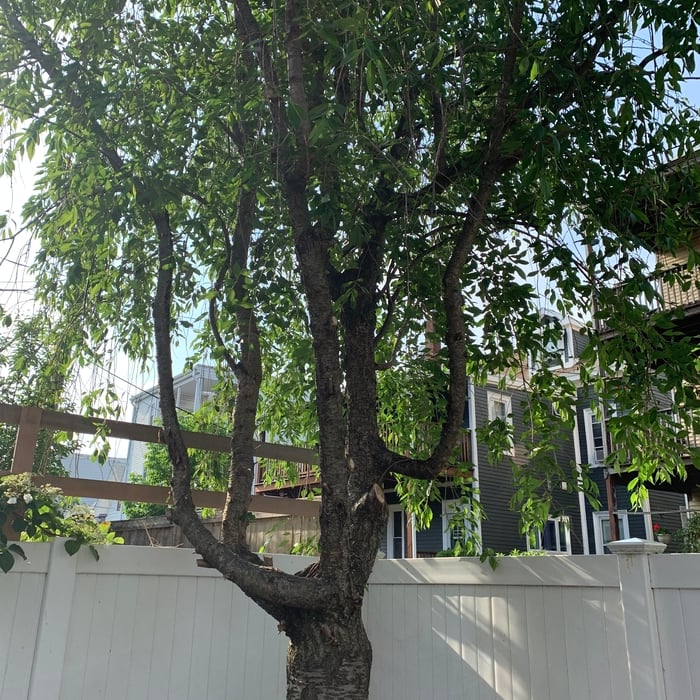 After Low Hanging