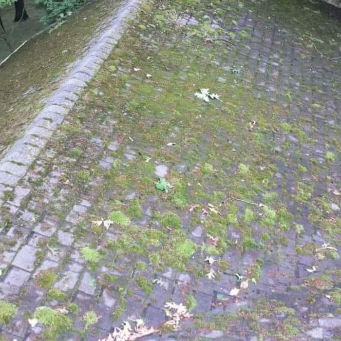 Moldy roof