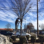 Tree pruning