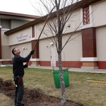 Tree pruning