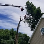 Crane Assisted Tree Removal
