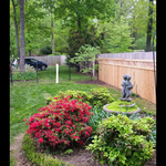 cedar fence
