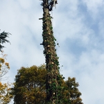 Norway Spruce Tree Removal