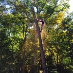 Red Oak Tree Removal