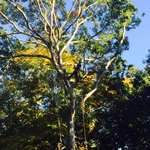 White Oak Pruning
