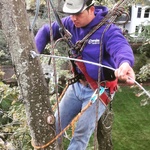Cable Installation on Red Maple