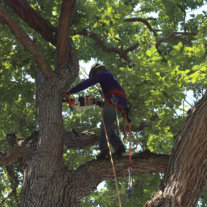 Cable Installation on Swamp White Oak