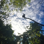 Out on a limb!