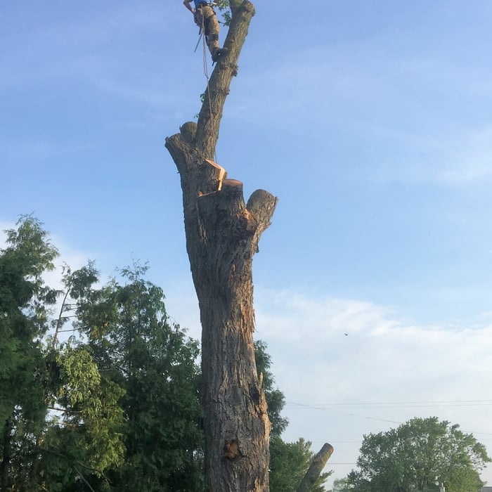 Tree Work by J&J