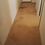 carpet before and after