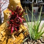 Bromeliad planted inside boulder