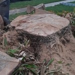 Tree Work