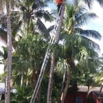 Trimming Coconut Tree