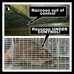 Raccoon removal