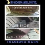 Squirrel removal