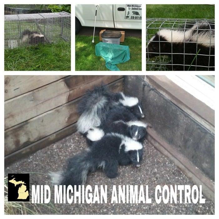 Skunk removal