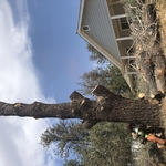 Tree removal