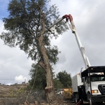 Emergency tree removal